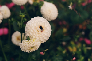 Pollinator: Mums