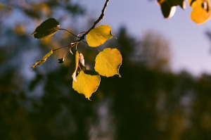 Golden Hour